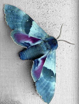 a closeup of a blue and purple moth resting on a textured surface. the moth has intricately patterned wings and long antennae.