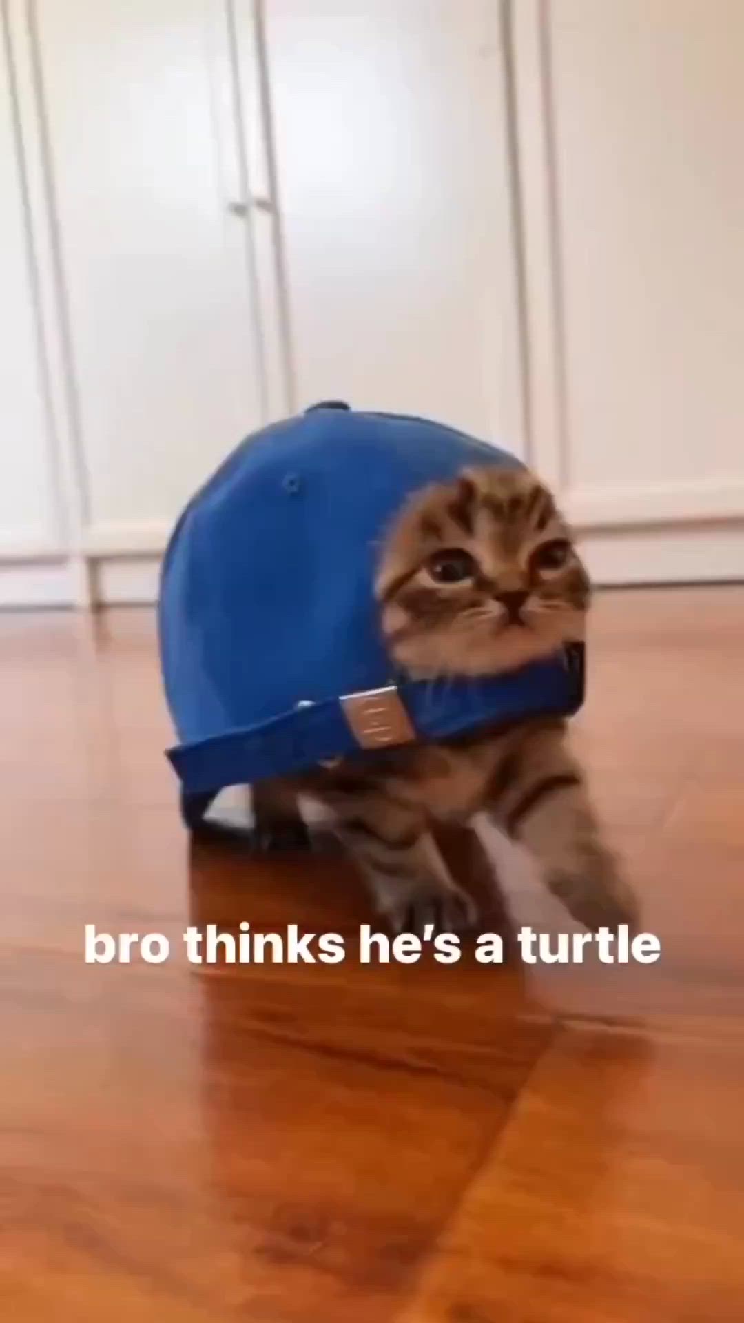 a cute kitten wearing a blue hat looks like a turtle as it waddles across the wooden floor. the kitten is very small and adorable, and its hat makes it look even cuter. the caption says "bro thinks he's a turtle," which is a funny and accurate description of the kitten's appearance.  the photo is taken from a slightly high angle, which gives a good view of the kitten's face and hat. the background is a plain wooden floor, which helps to focus the attention on the kitten.