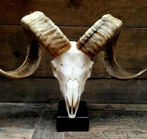 a closeup of a ram skull with horns mounted on a black wooden stand. the skull is white and the horns are brown. the background is rustic wooden planks. the image is welllit and in focus.