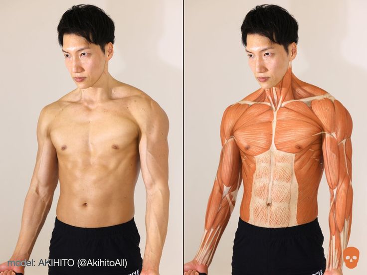 the image is a splitscreen comparison showing a muscular male model. on the left, the model is shown with his natural physique. on the right, the same model has a digitallyadded layer showing a detailed anatomical illustration of the muscles in his upper body and arms.  the illustration clearly highlights the individual muscles and their placement. both images are taken against a plain light background. the model's name, akihiro (@akihiroall), is indicated in the bottom left corner.