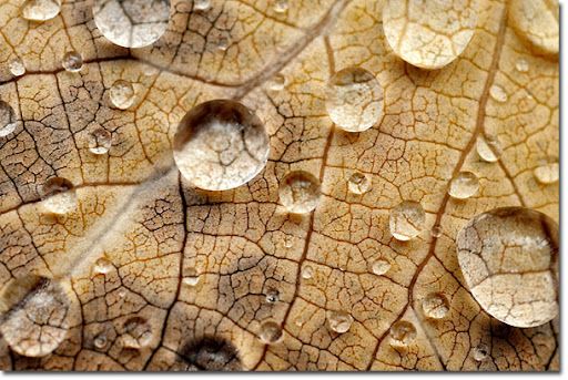 a macro image of a brown, withered leaf with water droplets scattered across it. the surface of the leaf is wrinkled and veined. the water droplets appear spherical and transparent, reflecting the light. the image captures the delicate beauty and intricate details of nature.