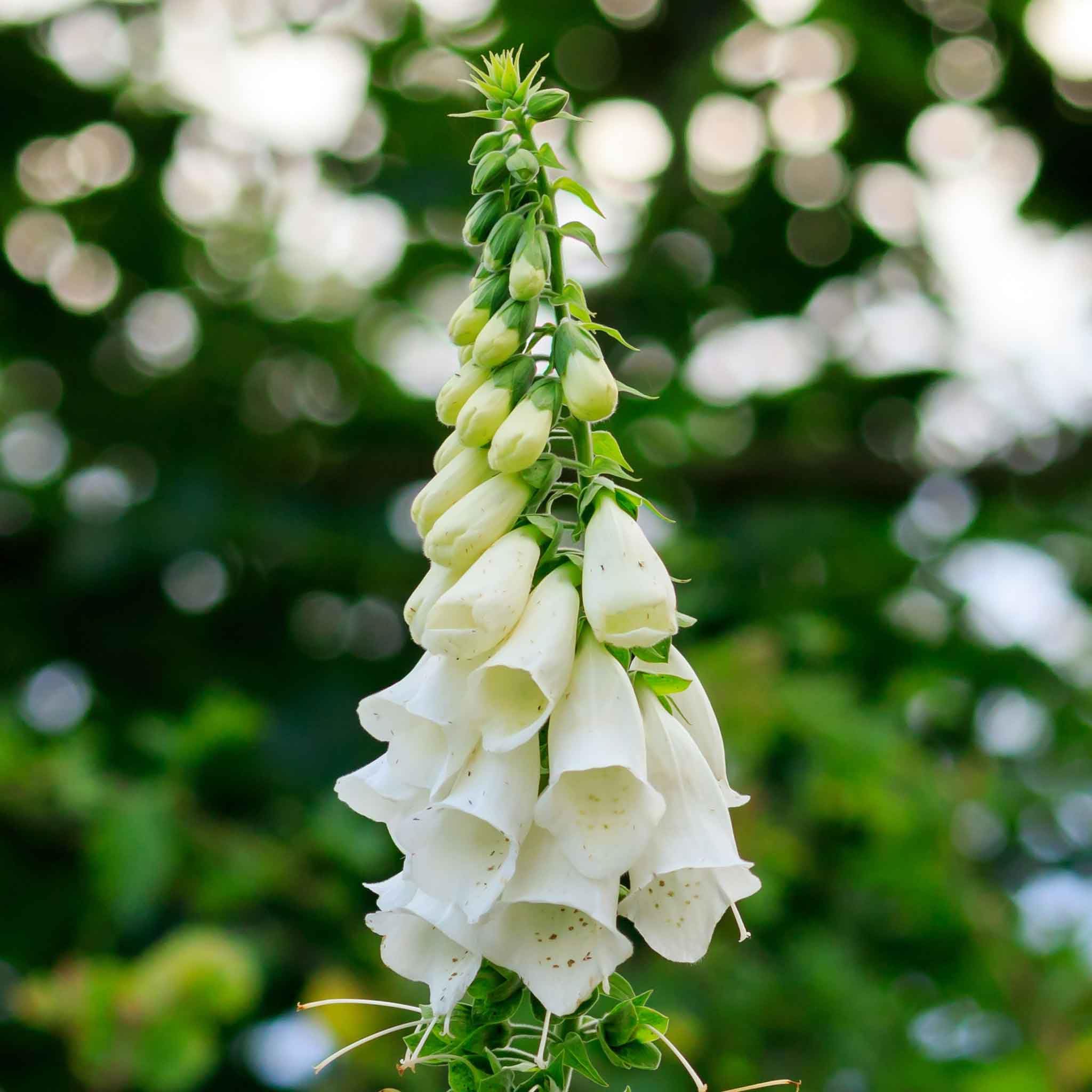 loseup view of a single white foxglove flower (digitalis purpurea) in full bloom. the flower is tall and slender, with numerous bellshaped blossoms clustered along its stem. the blossoms are pure white, and the background is blurred, showing a soft green bokeh effect from outoffocus greenery.  the image focuses on the details of the flower's shape, texture, and color. the overall impression is one of delicate beauty and natural elegance.