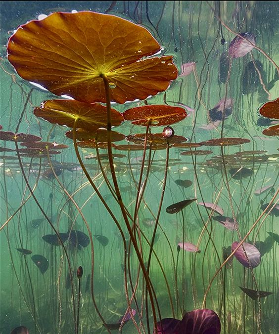 the image captures a tranquil underwater scene of a water lily pond.  multiple lily pads with long stems dominate the composition, their large, round leaves in various shades of orange and green spread across the surface. the sunlight filters through the water, casting a soft, ethereal glow and highlighting the intricate details of the lily pads and their reflections.  the water is a clear green, creating a sense of depth and serenity.  the overall effect is one of peacefulness and the beauty of nature.
