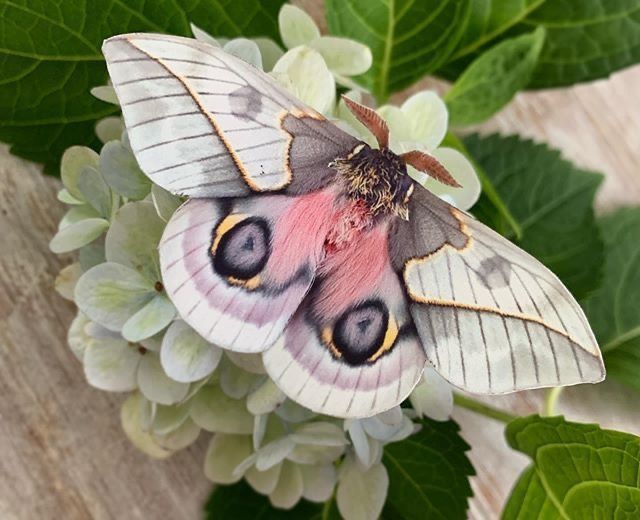 a rosy maple moth, also known as dryocampa rubicunda, is perched on a white hydrangea flower. the moth has distinctive pink and yellow patterns on its wings, along with a fuzzy pink and yellow body. the hydrangea's petals are a soft white, and green leaves surround the flower. the moth's antennae are visible. the image is a closeup, highlighting the intricate details of the moth and the flower.