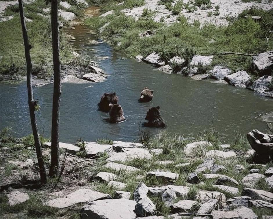 four brown bears are swimming in a shallow stream in a forest. the water is clear and the rocks are wet. the bears are all facing the camera and appear to be enjoying their time in the water. the forest is lush and green. the day is sunny and bright.