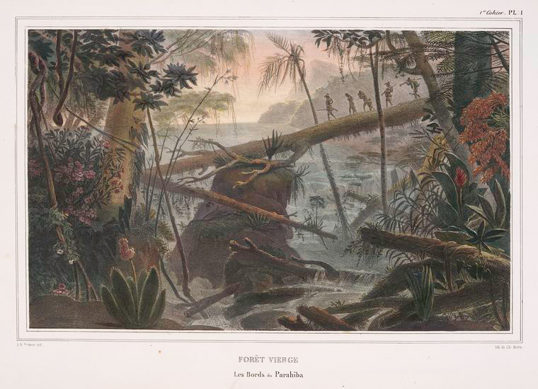 a vintage illustration or print depicting a lush forest scene, likely a rainforest, with a fastflowing river or stream cascading over rocks and logs. the foreground and background are filled with dense vegetation, including various trees, plants, and flowers. a group of native or indigenous people are depicted crossing the river by walking across a fallen tree trunk. the overall atmosphere is one of wild, untamed nature. the image appears to be titled "forêt vierge" and indicates "les bords du parahiba."