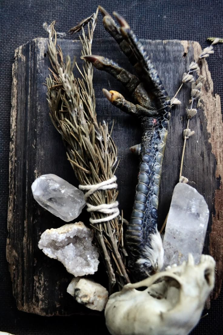 a flat lay image shows a dark wooden surface with a collection of spiritual objects. a bird's foot, complete with claws, is positioned on the wood. a small animal skull is also present. several clear crystals of varying sizes are scattered around, along with a bundle of dried herbs tied together with string and a sprig of dried flowers.