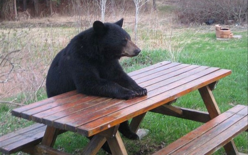 a black bear is sitting on a picnic table in a park or forest.  it is resting its front paws on the table and staring off into the distance.  the picnic table is made of wood and has a bench on one side.  the bear is surrounded by green grass and trees.