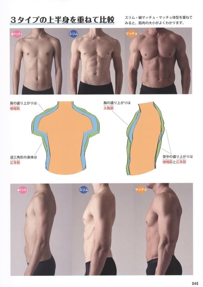 this image is a tutorial on drawing male bodies. it shows three different body types: slim, muscular, and very muscular. each body type is broken down into its individual parts, such as the chest, back, and shoulders. this image is designed to help artists understand the different body types and how to draw them accurately.