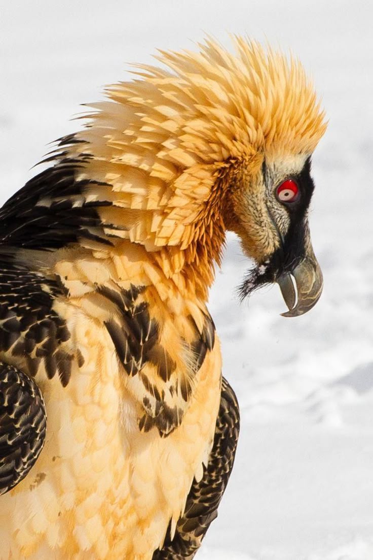 a closeup shot of a lammergeier, also known as a bearded vulture, showcasing its orange and black plumage, distinctive red eye, and powerful beak. the bird's feathers are detailed, and the background is out of focus.