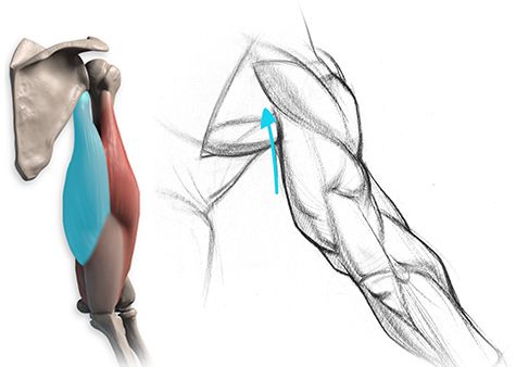 the image is a drawing of a muscular arm. it shows the muscles and bones in detail, and is a helpful reference for artists. the arm is drawn from the side, so that the viewer can see the different muscles and how they connect to each other.