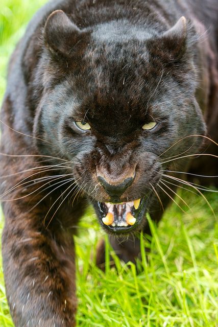a close up portrait of a black panther, with a menacing and ferocious expression,  growling and showing its sharp teeth,  its eyes are fixed on the camera, ready to pounce, in a green grassy environment.