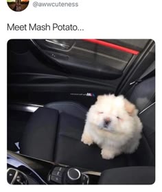 a fluffy white puppy sitting on the front passenger seat of a car. the puppy looks small and cute with its big eyes and white fur. the caption says "meet mash potato...".