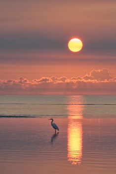 a white crane stands in shallow water with the sun setting over the sea behind it. the sky is a beautiful gradient of orange, pink, and purple, and the sun is reflected in the water. the crane is silhouetted against the setting sun.