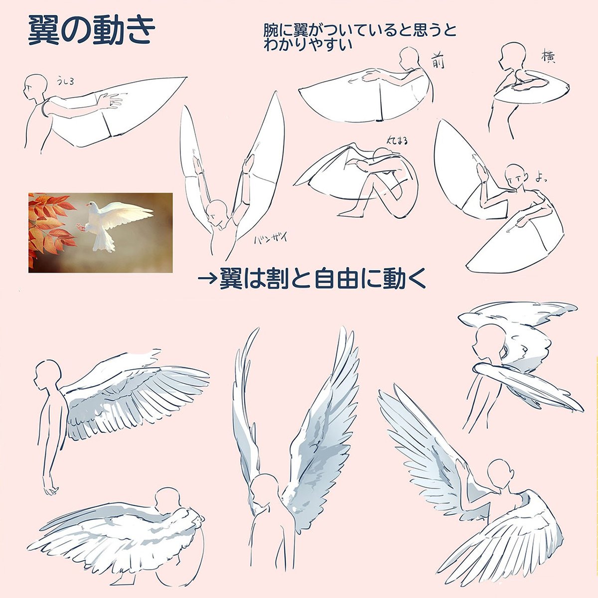 the image is a drawing tutorial demonstrating how to draw wings in motion.  it starts with basic shapes and positions of wings on a figure, showing different perspectives (front, back, side, and various angles).  it progresses to more dynamic poses of figures with wings, demonstrating how the wings might move in flight or with various gestures. a bird is shown as a reference.  japanese text is present, providing instructions and annotations about the drawing process. the overall style is clean and simple, appropriate for learning purposes.