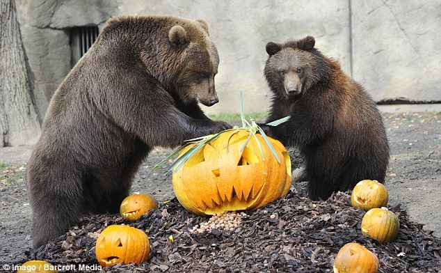 two brown bears are shown in a zoo setting surrounded by several carved pumpkins for halloween. one bear is larger than the other and appears to be inspecting one of the pumpkins more closely. the pumpkins are sitting on the ground surrounded by wood chips. the bears are standing on a mulchcovered ground. the background shows a stone wall.