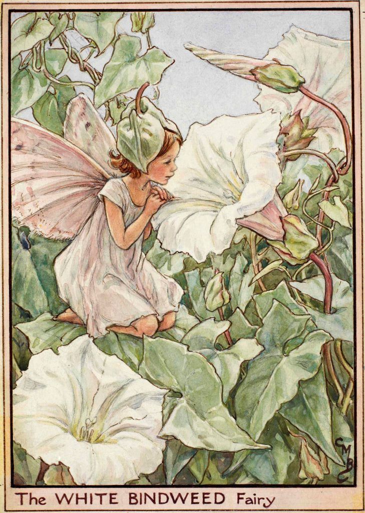 a vintage illustration depicting a fairy kneeling among white bindweed flowers. the fairy has light pink wings, a light pink dress, and a green leafy hat. she is surrounded by large white bindweed flowers and green leaves. the illustration is framed with a light pink border and includes the text "the white bindweed fairy" at the bottom. the artist's signature, "cmb," is visible in the bottom right corner.