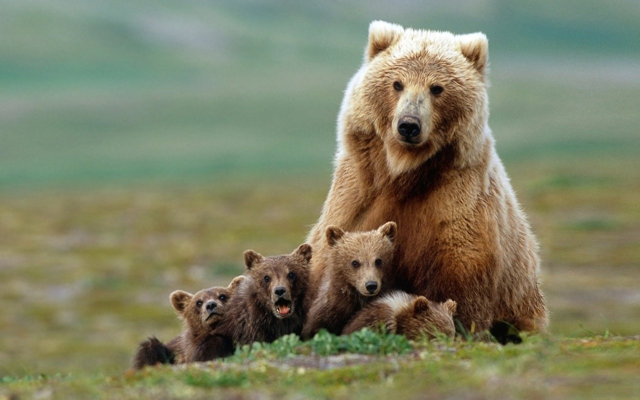 a mama bear sits and watches over her three cubs in a green grassy field. the mama bear is large and brown with soft fur, she is looking straight at the camera while her cubs are looking around at their surroundings. the cubs are smaller than their mother, and their fur is a lighter shade of brown. the cubs are all sitting in a line in front of their mother, and they look very cute and playful. the image is taken in a natural setting, and it shows the beauty and power of nature.