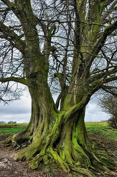 a large, old tree with gnarled roots covered in moss dominates the scene. the tree's branches reach up towards the overcast sky. a field stretches out in the background.