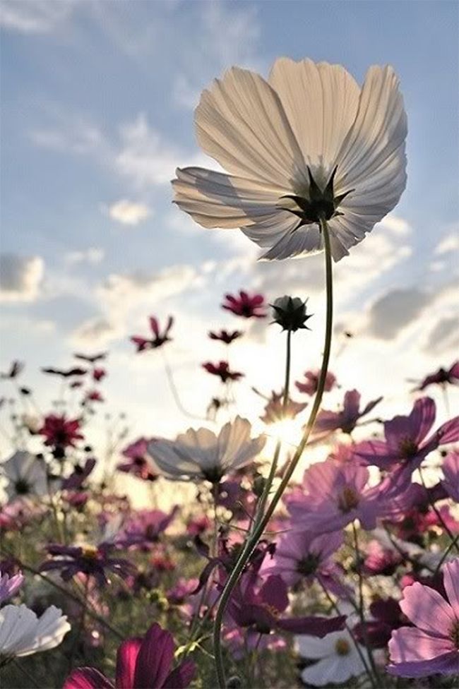 a field of pink and white cosmos flowers is bathed in sunlight. the sky is a brilliant blue with fluffy white clouds. one white cosmos stands tall and is in focus. the flowers are a beautiful display of nature's beauty.