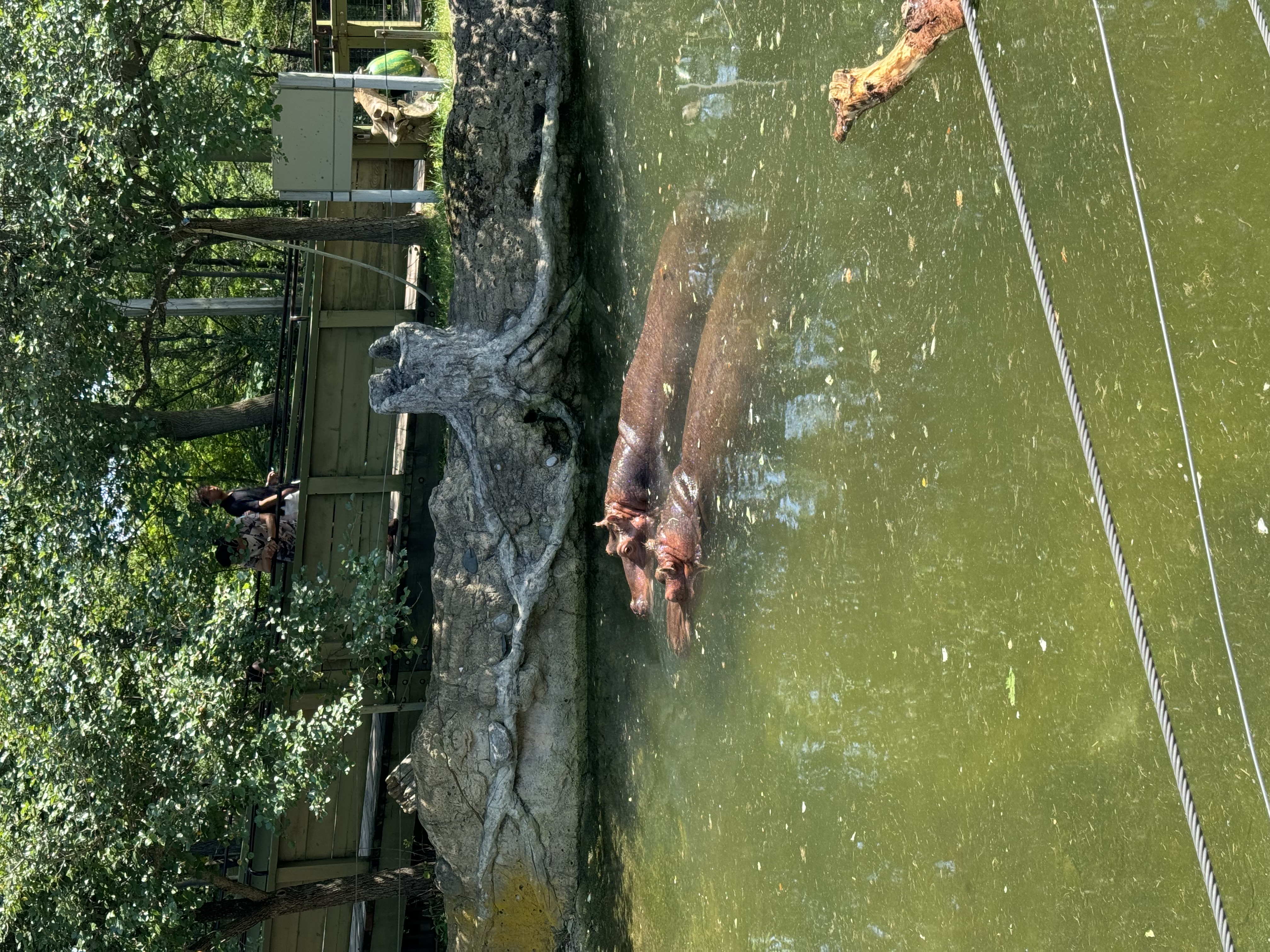 this is an image of two hippopotamuses in a zoo enclosure. the hippos are mostly submerged in a greenishbrown body of water. there is a muddy bank behind them with a large tree trunk. two people are standing by a fence in the background on the left. the day is sunny, and the lighting is natural.