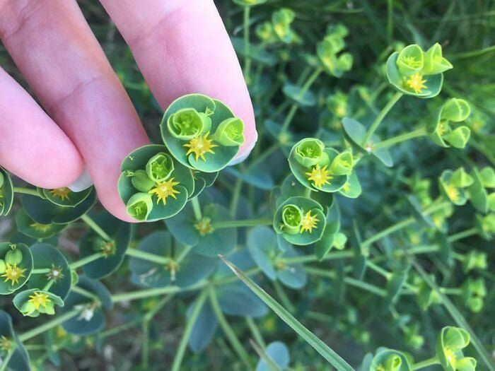 the image shows a hand holding a cluster of upright myrtle spurge plants with bright yellow flowers. the plants have rounded, bluegreen leaves.
