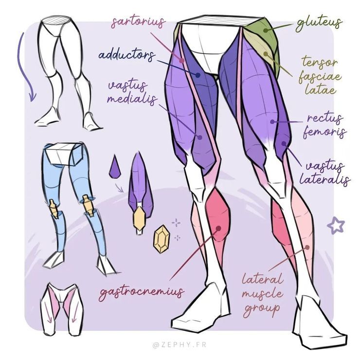 this image is a guide to drawing the human leg, specifically highlighting different muscles. it shows a  sketch of the leg  broken down into different sections. there are also detailed outlines of each of the muscles in the leg and their names. the illustration is a useful tool for anyone interested in learning more about human anatomy or improving their drawing skills.