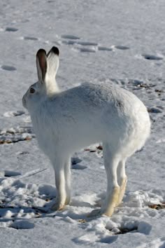 a white arctic hare stands on a snow covered field.  the hare has long ears and a long, white, furry tail.  the hare is looking to the left of the frame.  the snow is covered in footprints.