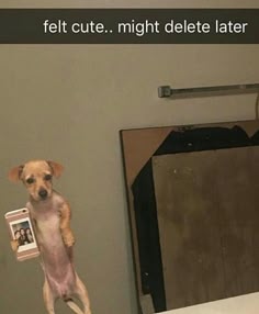 a cute dog taking a selfie, captioning it as 'felt cute.. might delete later' with a white background and a brown wall behind the dog.  the dog is holding a phone up with a picture of two people on the screen and the dog's reflection is seen in the mirror behind it.