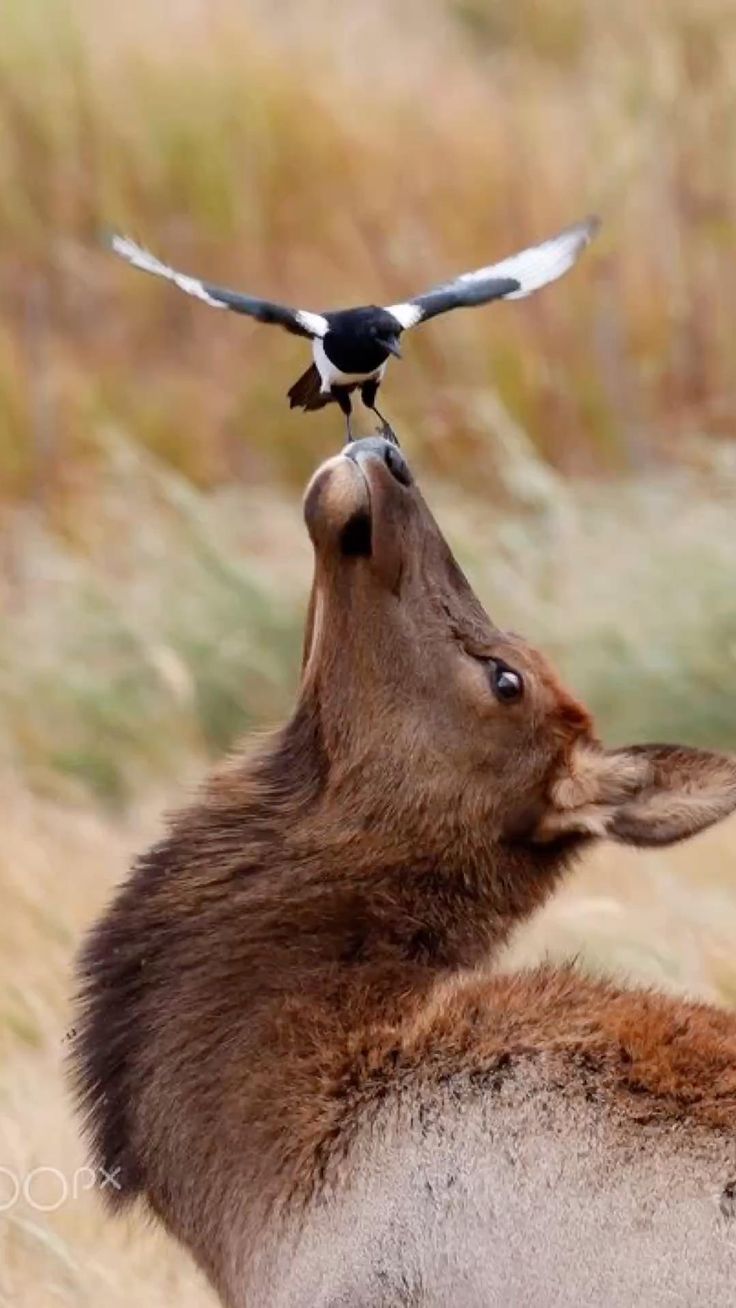 a black and white magpie perches on the head of a brown elk, as the elk looks up at the bird. the animal appears to be curiously looking at the bird. the image shows a closeup of the elk's head and the bird, with a blurred background of grass.