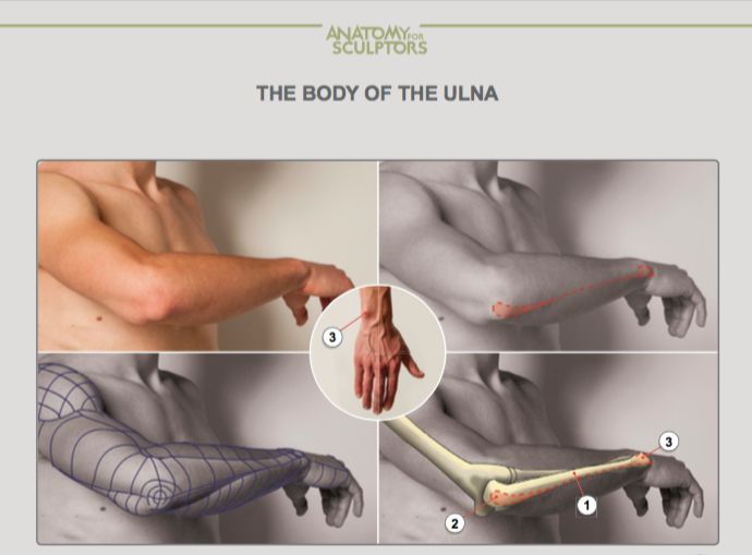 the image displays a diagram illustrating the "body of the ulna" from an "anatomy for sculptors" perspective.  it features a collage of four panels showcasing a male model's arm in different positions and styles. the top left panel shows a side view of the arm in a neutral pose, while the top right showcases a front view with the arm extended.  a red line highlights the ulna bone's path along the arm. the bottom left panel presents a 3d wireframe model of the arm, emphasizing its structure, and the bottom right reveals the skeletal structure, highlighting the ulna with a red line and numbered markers indicating specific points on the bone. the background is a light gray, and the text is in black and white.