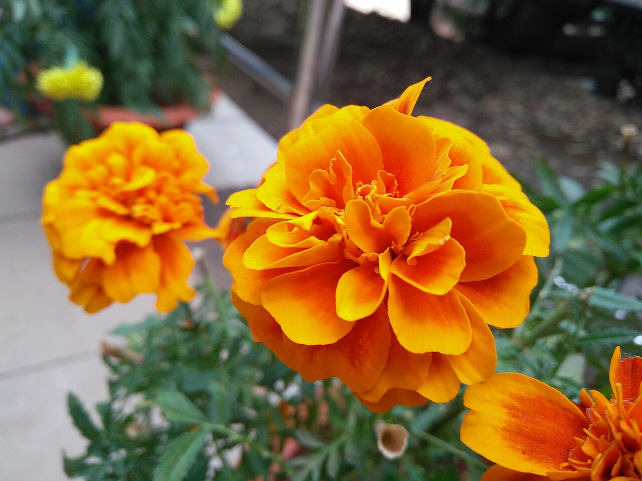 a closeup of three vibrant orange marigold flowers in full bloom. the flowers are the central focus of the image, with their many delicate petals forming a dense, ruffled texture. the background features blurred greenery, suggesting a garden setting, and a hint of a blurred yellow flower in the distance. the image is bathed in natural light, illuminating the petals' rich hues.