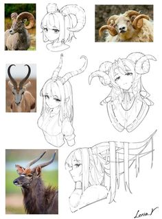 the image consists of several pencil sketches of female anime characters with ram and sheep horns. it appears to be artistic exploration of incorporating animal features into character design.