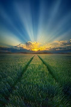 a beautiful sunset over a grassy field. the sun is setting in the distance, casting long rays of light across the field. the sky is a deep blue, and the clouds are tinged with orange and pink. the grass is a vibrant green, and the field is peaceful and tranquil. the image evokes a sense of hope and inspiration.
