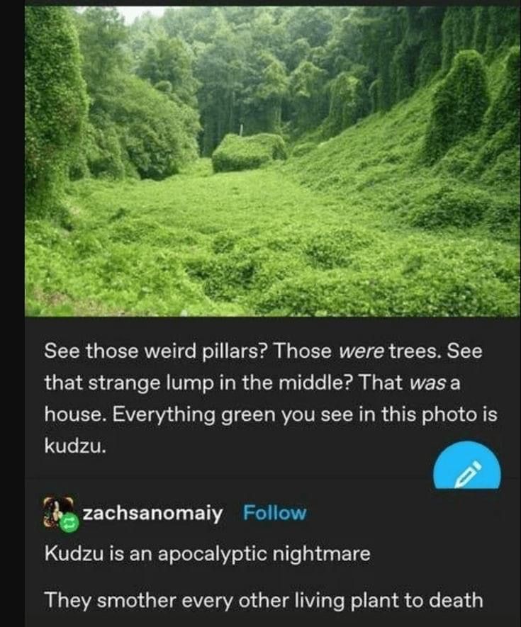 the image shows a landscape completely covered in kudzu, an invasive plant species. trees have been overtaken by the kudzu, forming pillarlike structures, and a house in the middle is almost entirely engulfed. the text accompanying the image describes kudzu as an "apocalyptic nightmare" that smothers other plants to death.