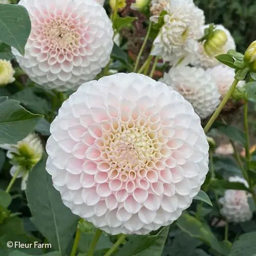 the image shows several dahlia flowers in a garden setting. the main focus is a large, white dahlia with a subtle pink tint towards the center of its petals. the flower is in full bloom, showcasing a densely packed arrangement of petals forming a spherical shape. several other dahlias are visible in the background, some fully bloomed and others in the form of buds. the surrounding foliage includes green leaves that provide a contrasting backdrop to the delicate flowers. the image is taken in natural light, giving it a soft, natural feel. the bottom left corner of the image shows the text "© fleur farm".