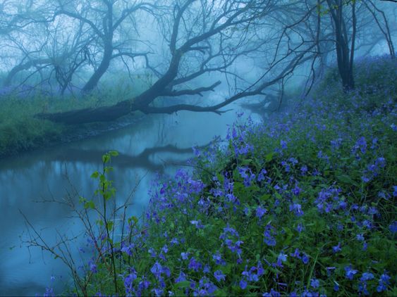 a misty creek flows gently through a forest. blue flowers line the bank and are reflected in the water. the scene is peaceful, serene, and beautiful.