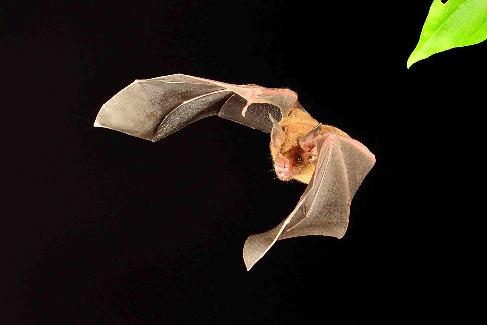 the image is a closeup shot of a single brown bat in flight against a completely black background.  the bat's wings are fully extended, showing their translucent membrane and intricate structure.  the bat's fur is a light brownish color, and its facial features are clearly visible. a portion of a green leaf is visible in the upper right corner, suggesting a natural, possibly tropical, environment. the overall impression is one of sharp focus and detail, highlighting the bat's elegance and agility.