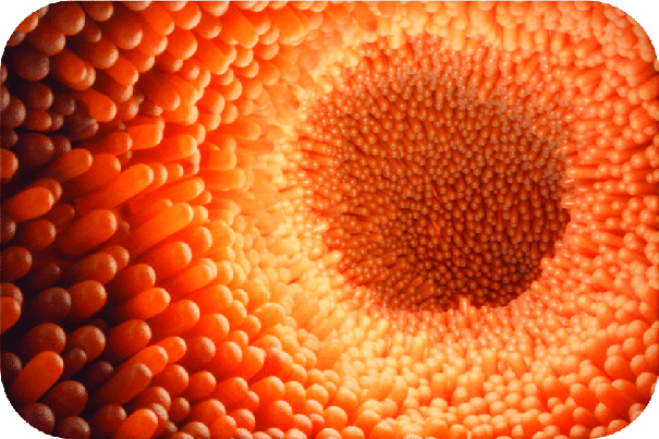 a closeup, 3d rendered image depicting the intricate structure of the small intestine. the lining of the small intestine is covered in tiny fingerlike projections called villi, which in turn are covered in even smaller projections called microvilli. this intricate structure maximizes the surface area available for absorption of nutrients from digested food.