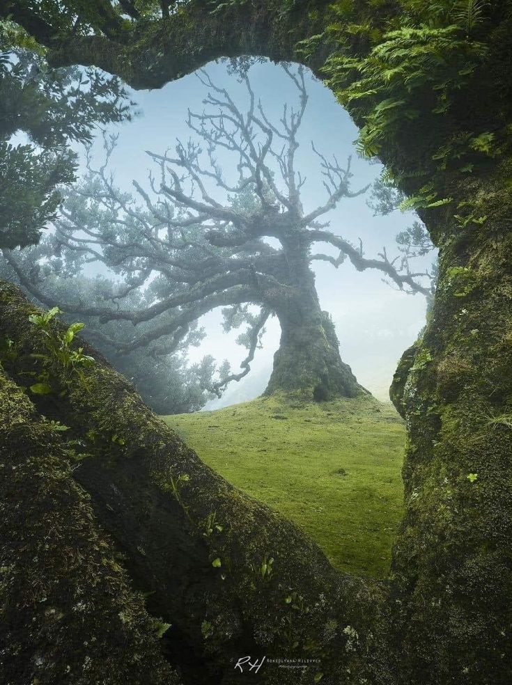 the image shows a forest landscape with a large, bare tree in the background. the tree is surrounded by fog, creating a misty atmosphere. the foreground features mosscovered branches and trees, framing the scene. the ground is covered in green grass.