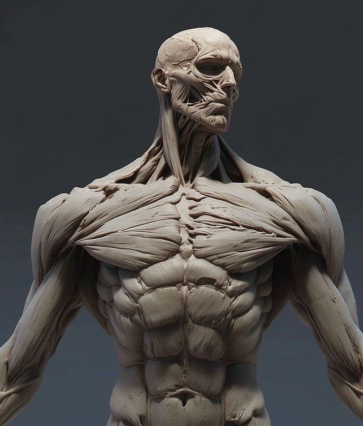 a detailed sculpture of a male torso, showcasing the intricate muscular system. the sculpture captures the anatomical details with remarkable precision, highlighting the individual muscles and their connections. the subject's face is also sculpted with great detail, showing the underlying musculature. the overall effect is a realistic and captivating depiction of the human form.