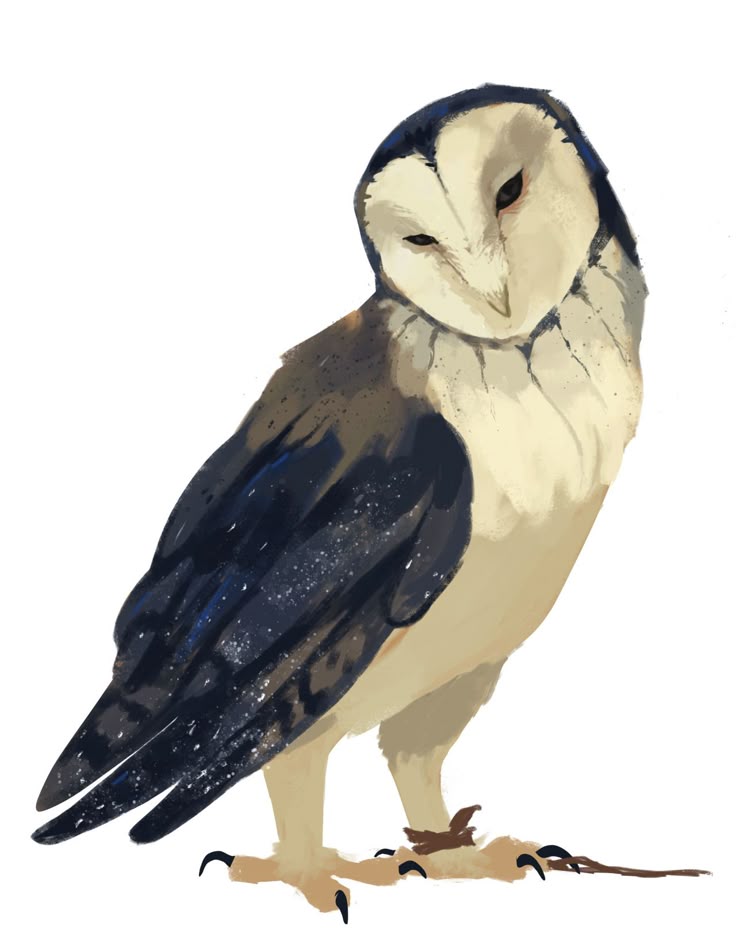 an illustration of a barn owl standing with its head tilted to the side. the owl has lightcolored feathers on its face and chest, with dark bluegrey feathers on its wings and back. the owl's talons are gripping a small twig. the background is plain white.