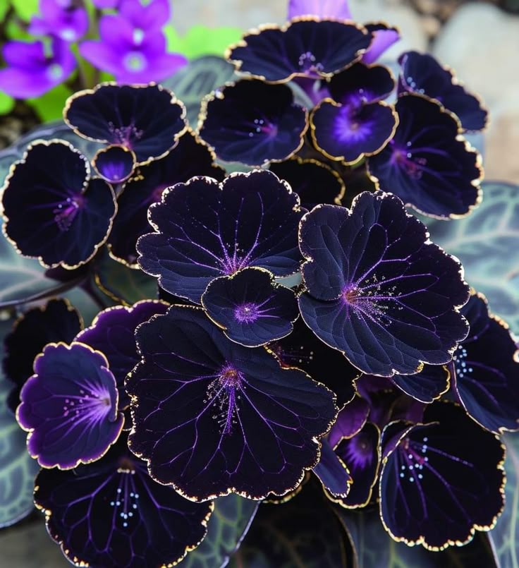 a closeup of a plant with dark, almost black, rounded leaves that have a golden trim around the edges. the leaves are veined, and some have a small cluster of tiny white dots in the center. in the background, there are a few small purple flowers and the plant's foliage.