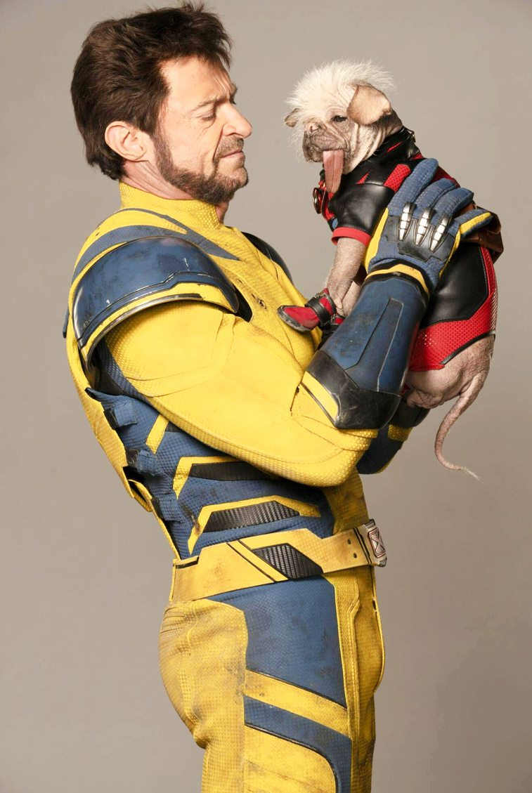 hugh jackman dressed in a wolverine costume is holding a hairless dog dressed in a red and black superhero costume.