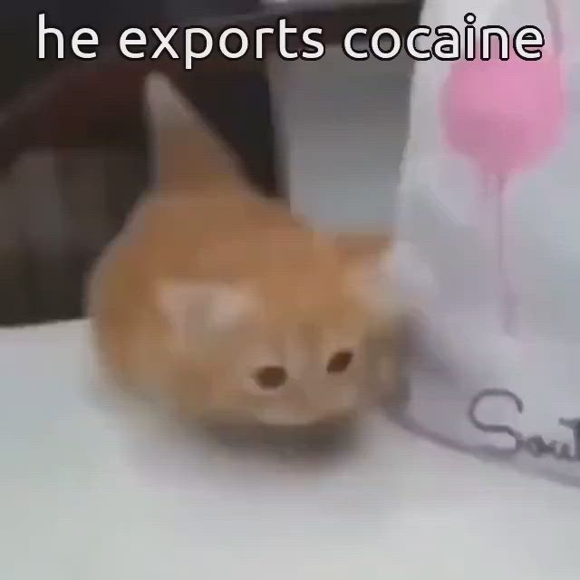 a close up of a cat with its back to the camera, the cat appears to be wearing a white shirt, a white background with the text "he exports