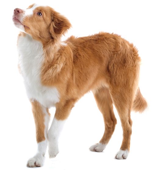the image shows a young nova scotia duck tolling retriever puppy standing on a white background.  the puppy is primarily a reddishbrown color with white markings on its chest and paws. it has fluffy fur and is looking upward. the dog is shown in a fullbody shot, isolated against the pure white backdrop. the puppy appears alert and in good health.