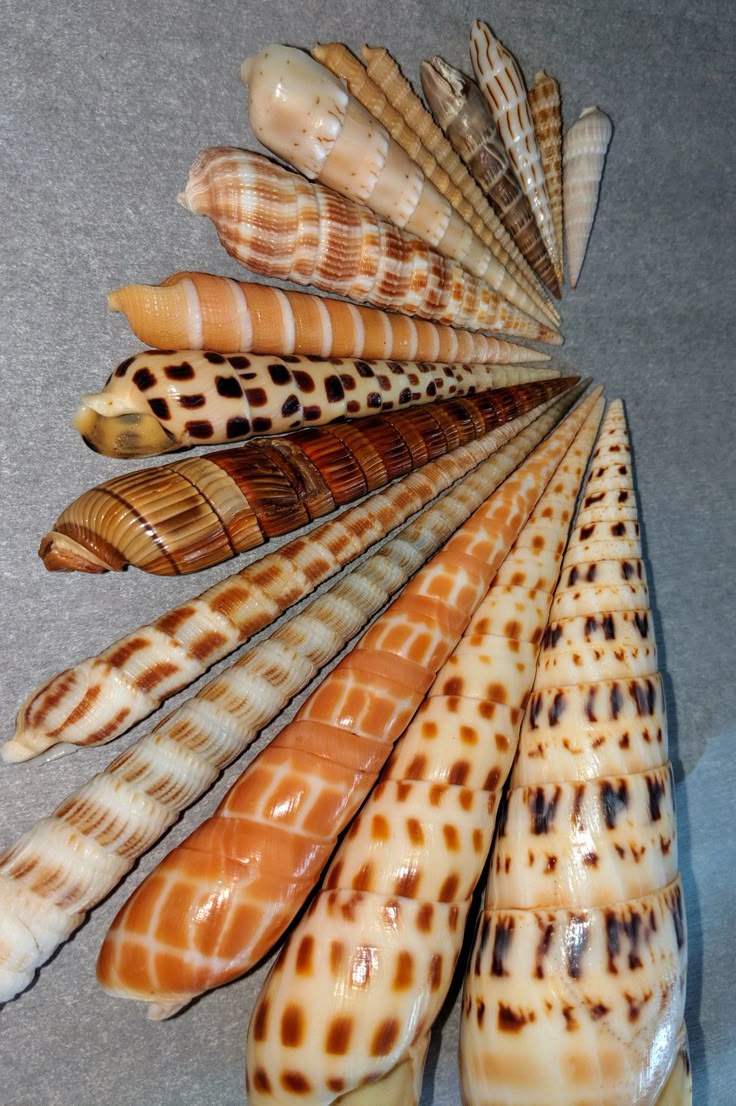 a collection of cone shells arranged in a fanlike pattern. the shells have various brown, tan, and orange patterns. they are displayed on a gray surface.