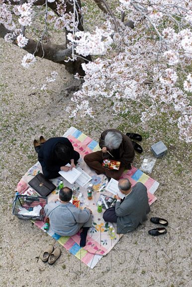 an overhead shot of four adults sitting on a colorful blanket under a cherry blossom tree, studying or reading books and papers. they appear to be enjoying a picniclike setting surrounded by nature. the scene is peaceful and serene, capturing the beauty of spring in japan.