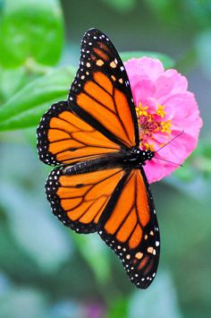 a vibrant monarch butterfly with black veins and white spots on its orange wings sits on a pink zinnia flower with yellow center, against a blurred green background.