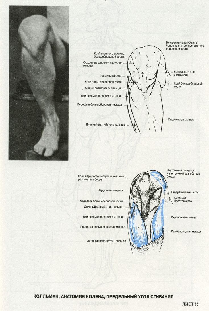 the image depicts anatomical drawings of a human knee joint from a side view. the drawings are labeled in russian and illustrate various muscles, bones, and ligaments. the top drawing shows the knee extended, while the bottom drawing shows the knee bent. the drawings are highly detailed and appear to be taken from a medical textbook.